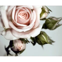 Sanders & Sanders Fotobehang - Rozen - Roze, Groen En Grijs